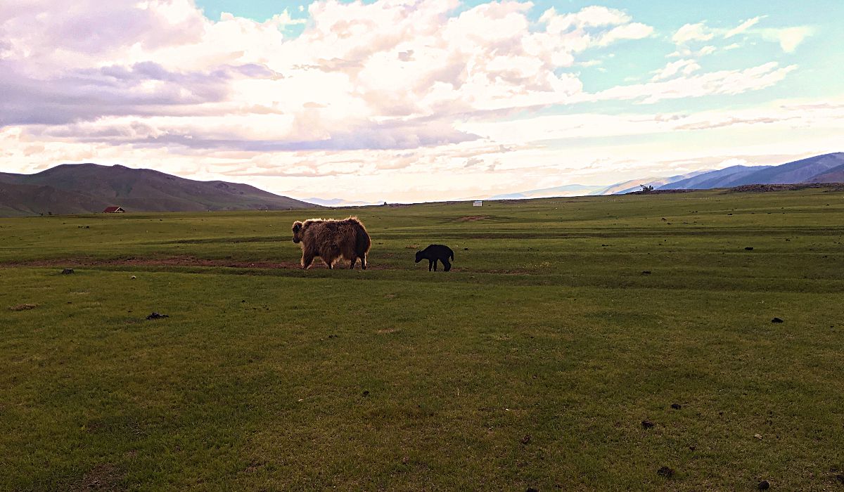 Eine Yak-Mama mit ihrem Jungen in der Zentral-Mongolei. (Foto: Ruti)