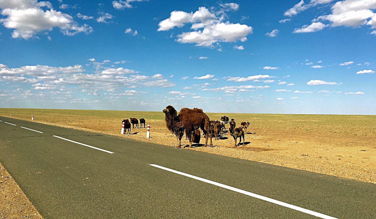 Auf dem Weg durch die Mongolei begegnet man öfter mal Kamelen. (Foto: Ruti)