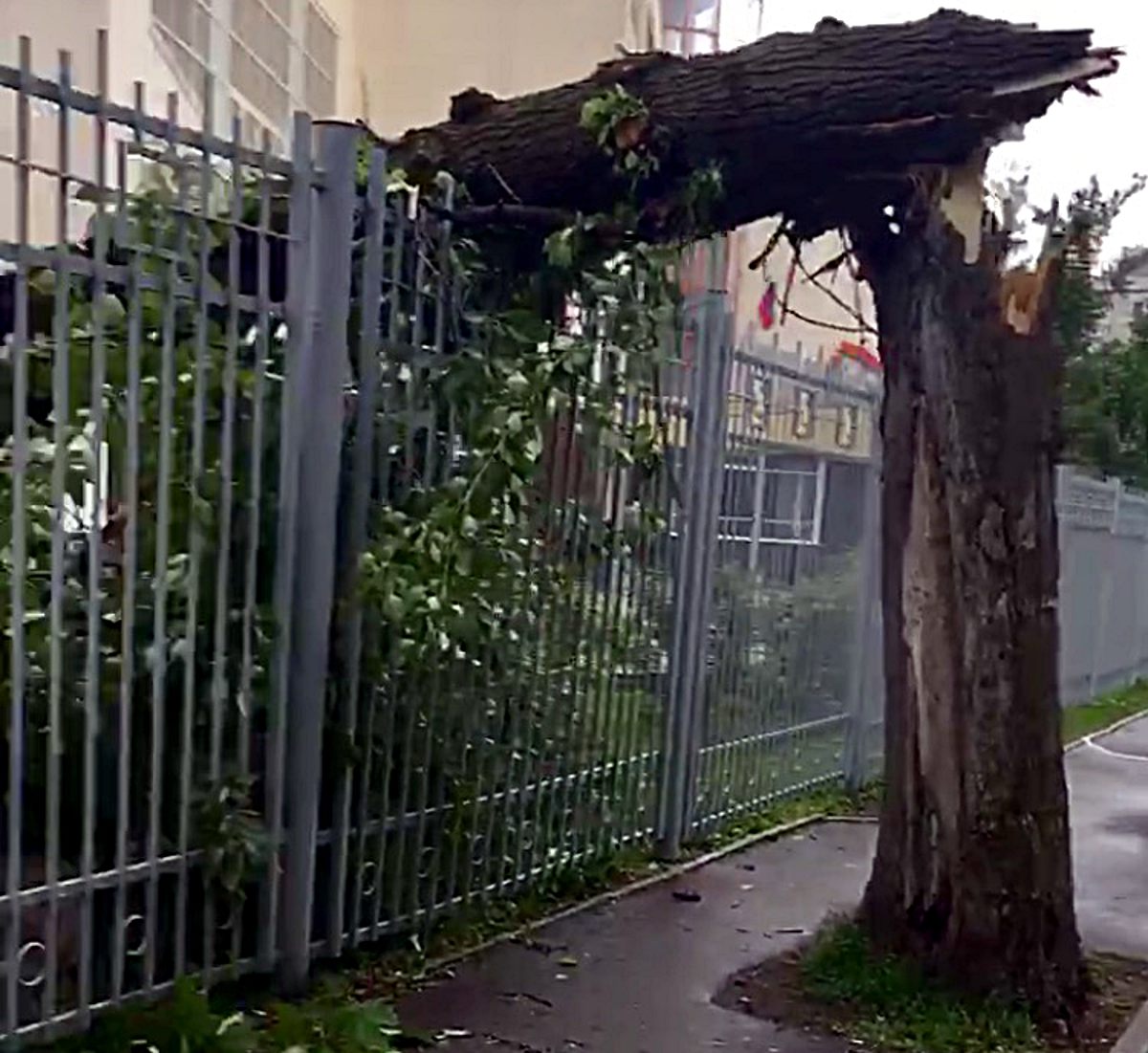 Tausende Bäume haben dem Sturm in Moskau nicht standhalten können. (Foto: ruti)