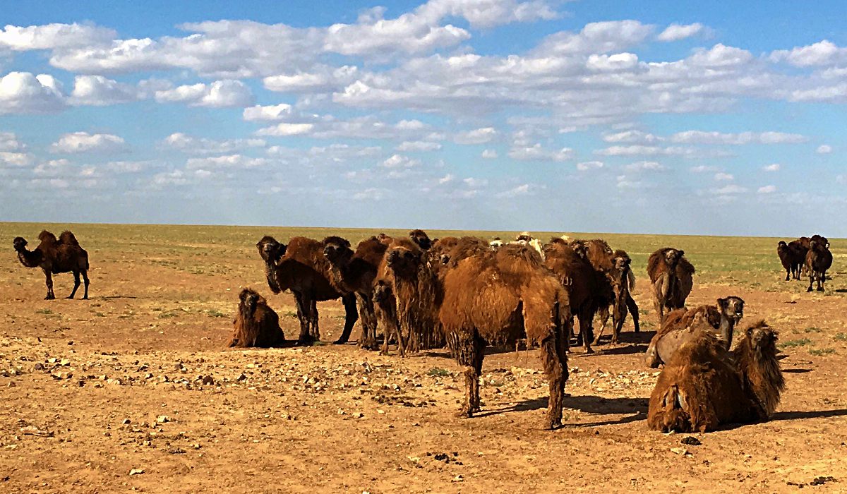 Die Kamele in der Mongolei behielten uns stets im Auge. (Foto: ruti)