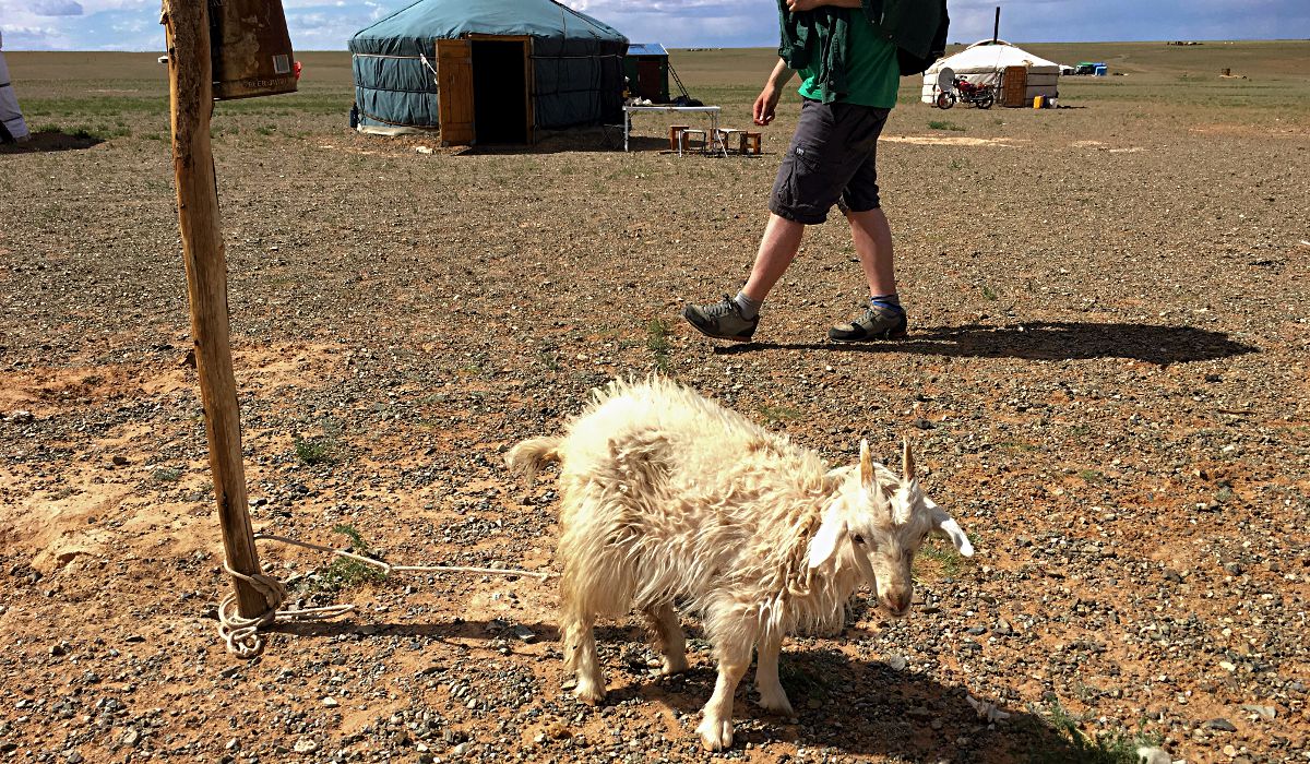 Das kleine Schaf war hier angebunden, weil es krank war und von der Herde isoliert wurde, um zu genesen. (Foto: Ruti)