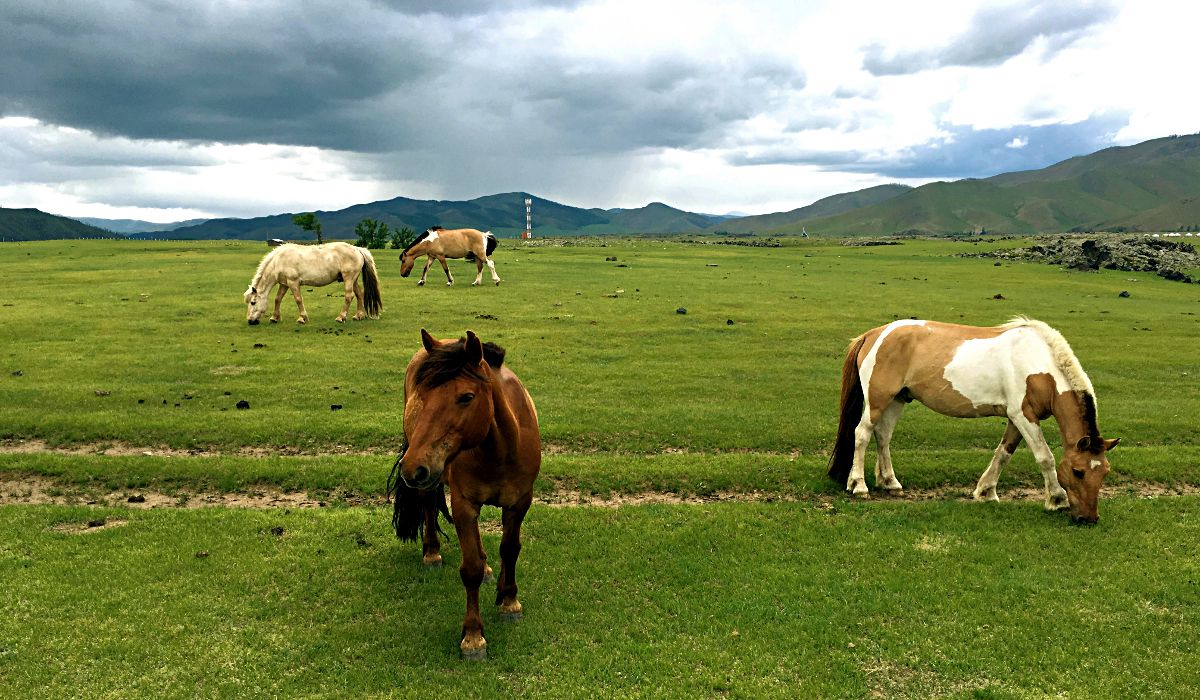 Auch die Pferde laufen in der Mongolei frei durch die Steppe. (Foto: Ruti)