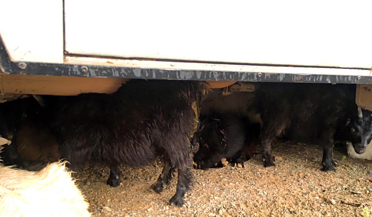Die Ziegen und Schafe verstecken sich vor dem Sandsturm in der Mongolei unter unserem Bus. (Foto: ruti)