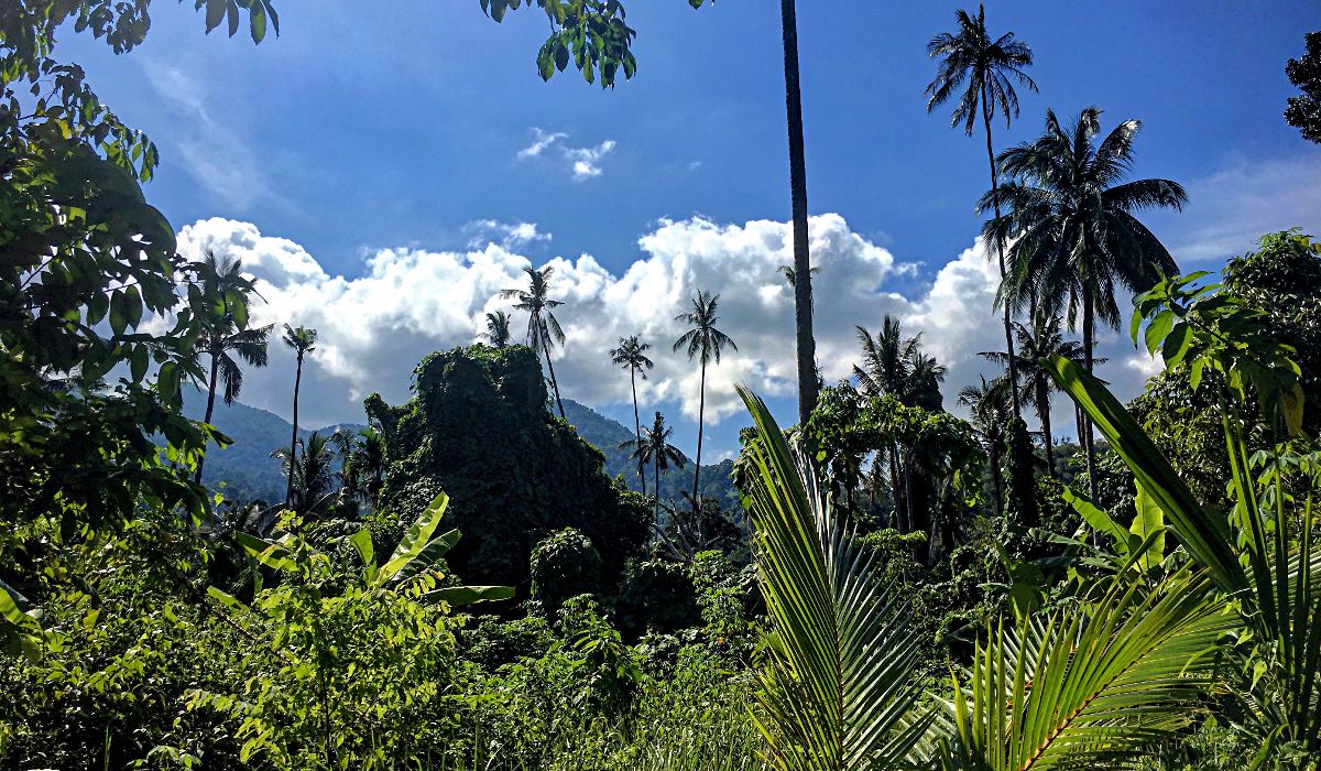 Der Dschungel von Tioman (Foto: Ruti)