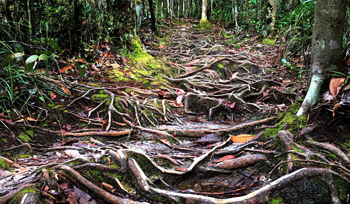Dschungelpfad im Bako-Nationalpark auf Borneo (Foto: Ruti)