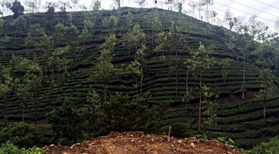 Tee- und Gewürzplantagen prägen die Landschaft in den Kardamom-Hügeln Südindiens. (Foto: ruti)