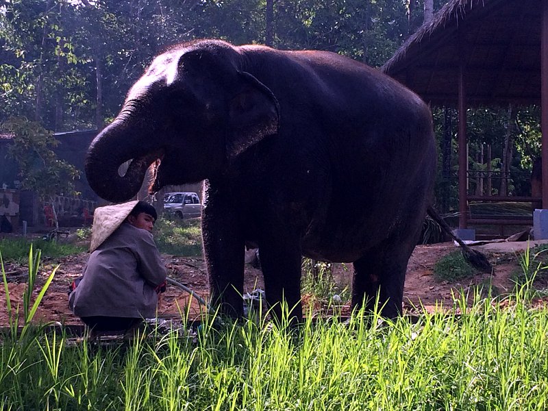 Dieser Elefant erfreut sich einer Dusche auf Koh Samui. (Foto: ruti)