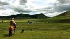 In der Zentral-Mongolei ist es schön grün. (Foto: Ruti)