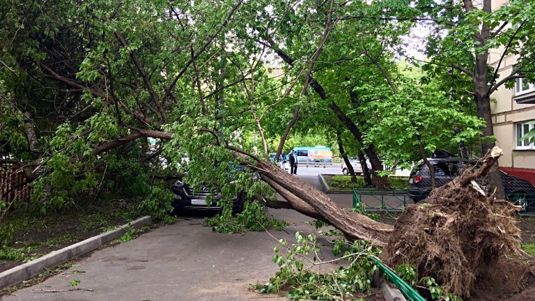 Nach dem Sturm in Moskau, siehts in meiner Nachbarschaft heftig aus. (Foto: Ruti)