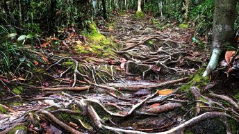 Dschungelpfad im Bako-Nationalpark auf Borneo (Foto: Ruti)