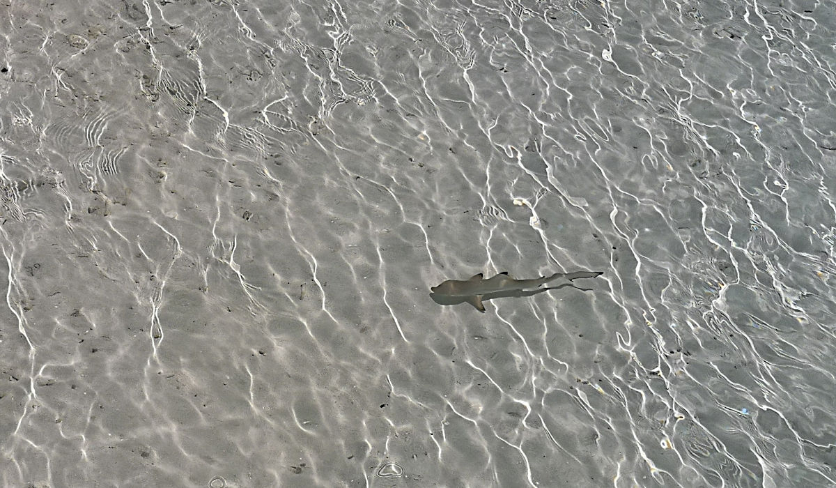 Am Strand von Kani konnte ich die Baby-Haie schwimmen sehen. (Foto: Ruti)