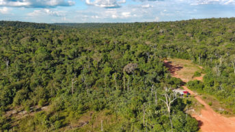 Der Amazonas Regenwald (Foto: Ruti)